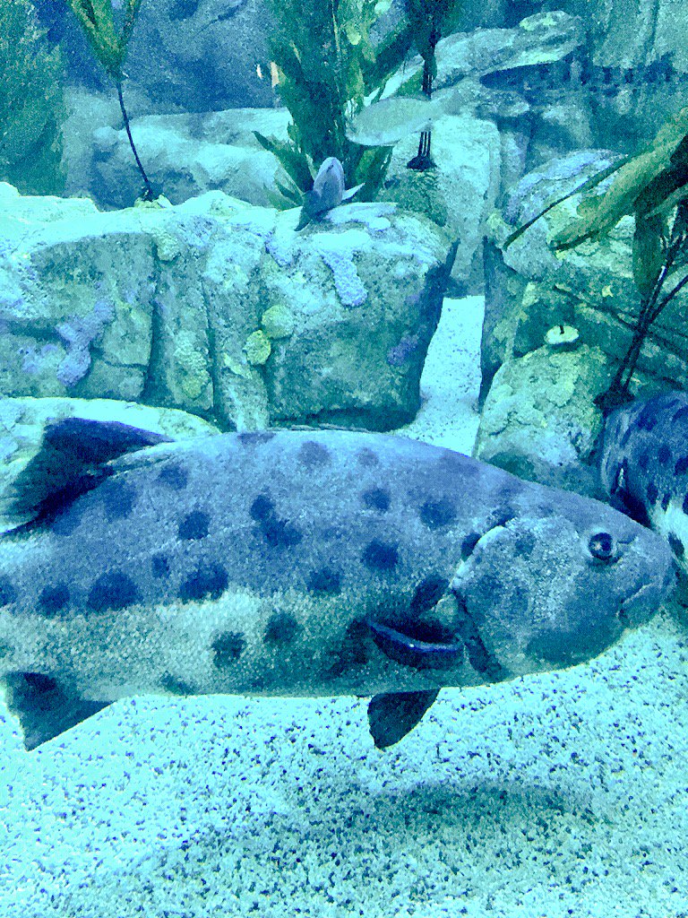 Visited the aquarium today & I've decided sea bass are the fashionistas of the sea. Look at the polka dots on him! https://t.co/nulITUfogX