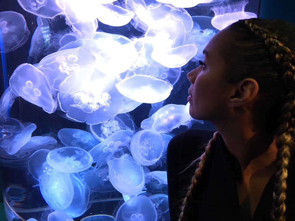 I also decided I'm coming back as a Moon Jelly Fish https://t.co/o2jwiHwssd