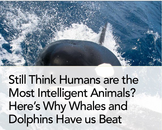 RT @TheOrcaProject: Archive: Here’s Why Whales & Dolphins Have us Beat as Most Intelligent Animals. https://t.co/Htxx4AMZuH #Blackfish http…