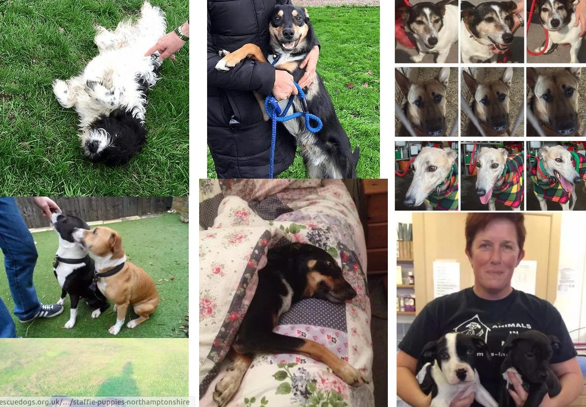 RT @UKRescueDogs: ♥???? To see 1006 lovely dogs for adoption please visit https://t.co/GM47BjUVNl & RT some dog tweets to help find homes http…