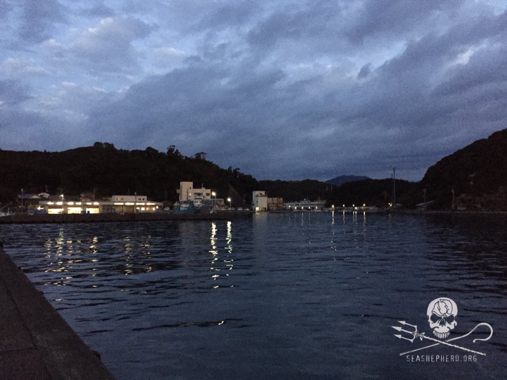 RT @CoveGuardians: 0615am: Boats stay in harbor, hunters don't show up, dolphins off the coast of Taiji swim free today. #tweet4taiji https…