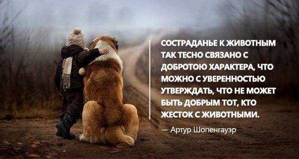 Цитаты о любви человека к животным Цитаты о любви человека к животным