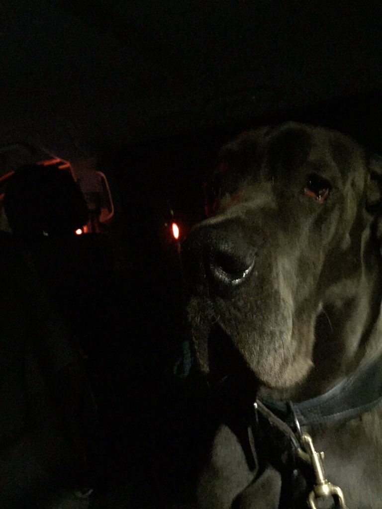 2 hour drive home with a Great Dane is a mammoth task  sit still u bugger lol 🐶🐴😫😩 
