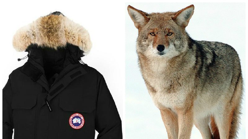 RT @FBB_PORTEPAROLE: Stop @CanadaGooseInc from deceiving consumers: fur trim is not 