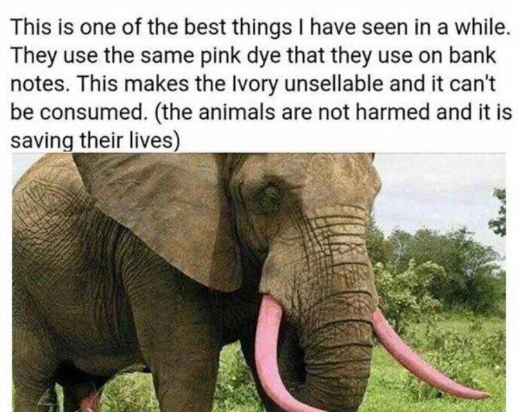 An organization is trying to make this happen. This would be so amazing ???????????????? #SaveTheElephants https://t.co/6YrlHtWadJ