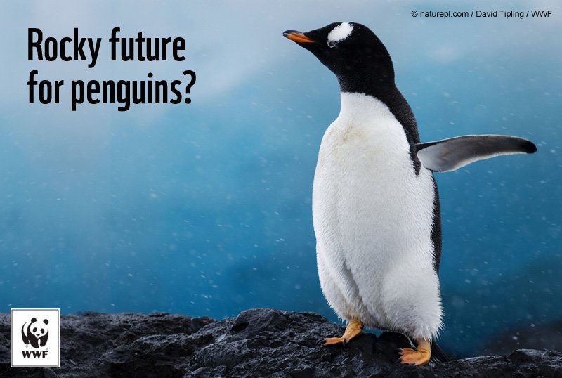 RT @WWF: The Antarctic Peninsula is heating up fast. Help us fight #climatechange: https://t.co/v6wpV2tj5A https://t.co/XavkP7jDbu