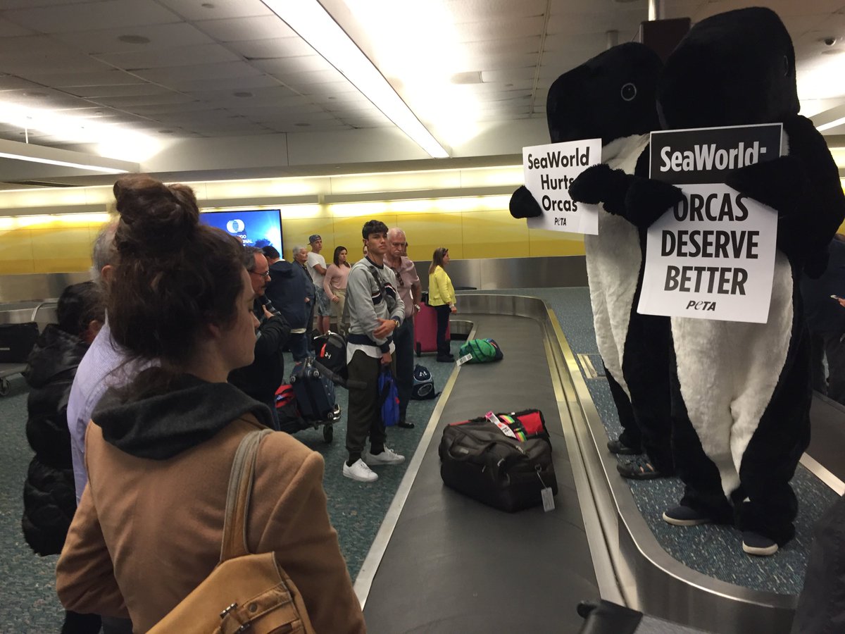 RT @peta: #Orlando: Orcas take over the #OrlandoAirport to tell visitors that #SeaWorld hurts orcas. https://t.co/z6KyC7lecJ