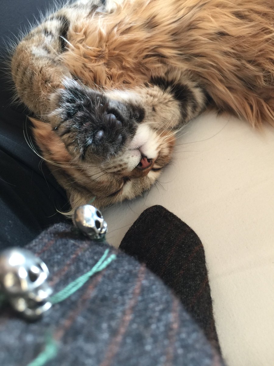 Zen’s Version of Cat Nap https://t.co/UIiZvW1N8D