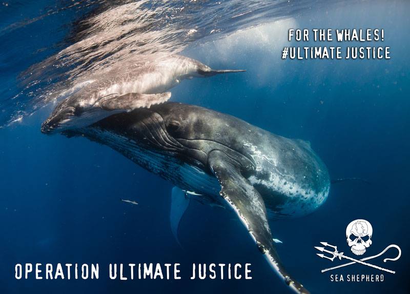 RT @SeaShepherdSSCS: Japanese whalers have spent millions on lawyers. We need YOUR help to fight back in court! https://t.co/x1V1o1cUMm htt…