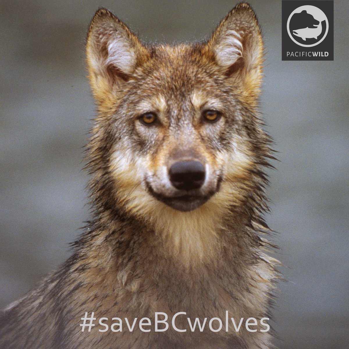 RT @pacificwild: VOTE: #SaveBCwolves made @cbcnewsbc's top ten stories of 2015, now vote to help make it #1: https://t.co/QABaf2sCs4 https:…