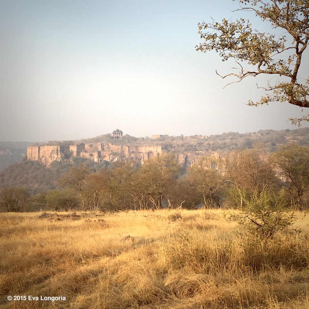 What a view! #India #TigerReserve https://t.co/hSN8SwOSqg