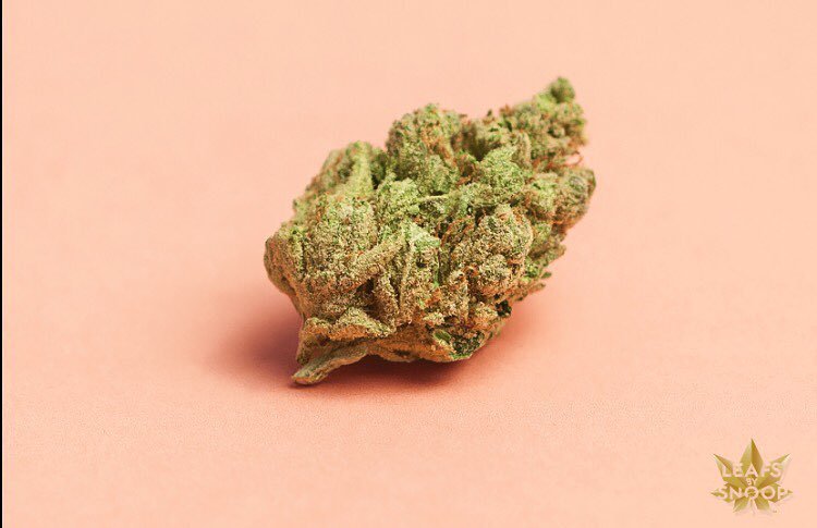 ????????✨ @leafsbysnoop https://t.co/ZPbVP00CcB https://t.co/tfiB99t8zn