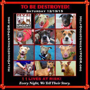 RT @southernpride50: 11 DOG BABIES SCH TO DIE SAT 12/19/15.PLS PRAY, RT,PLEDGE IF U CAN,FOSTER OR ADOPT https://t.co/QUazjkCMSs… https://t.…