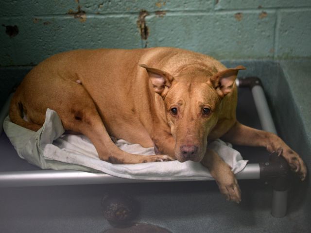RT @UrgentPart2: NEW PICTURES!! MTA - A0600261 
TO ...

Follow me here for more info and status updates: https://t.co/TkDGJjrYju https://t.…