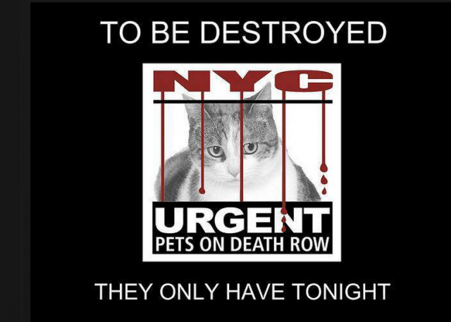 RT @URGENTPODR: Tonight’s list has been posted. There are  20 cats/kittens on the list. 
 Please start ... https://t.co/302MYzKDlB https://…