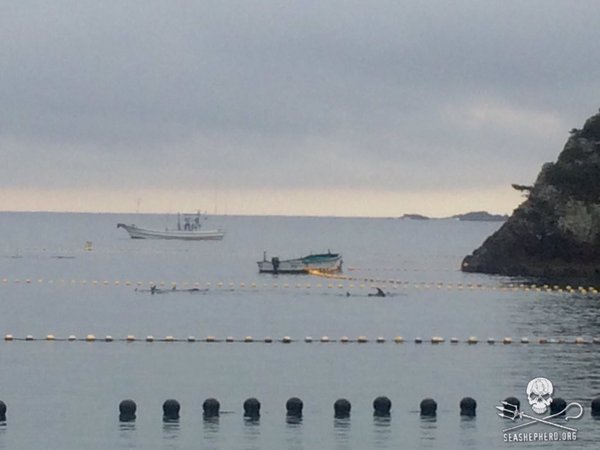 RT @SeaShepherdPaul: #OpHenkaku 14 Dolphins has been transferred out of the Cove for captivity #tweet4taiji @SeaShepherdBob https://t.co/nc…