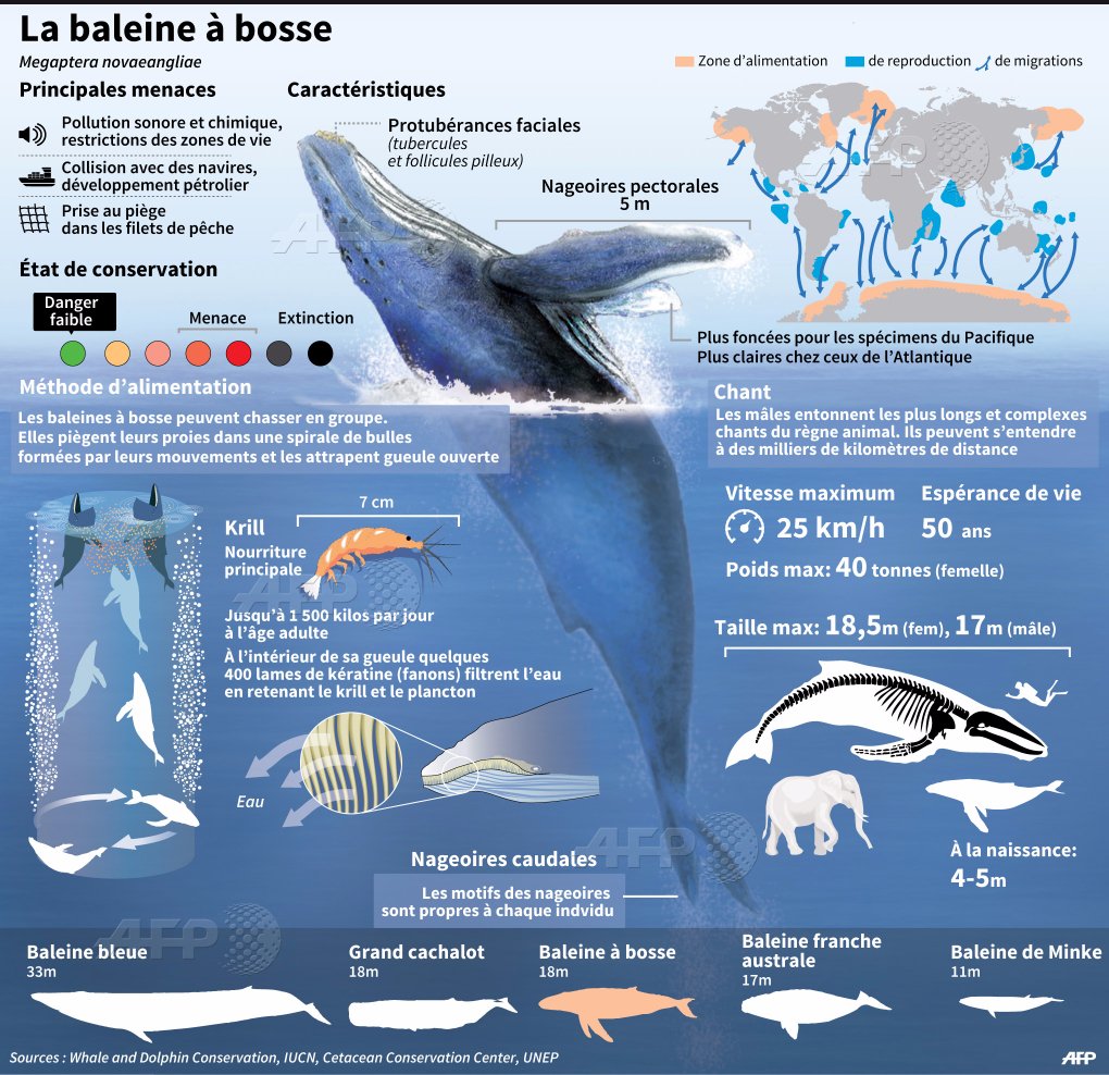 La baleine à bosse mange jusqu