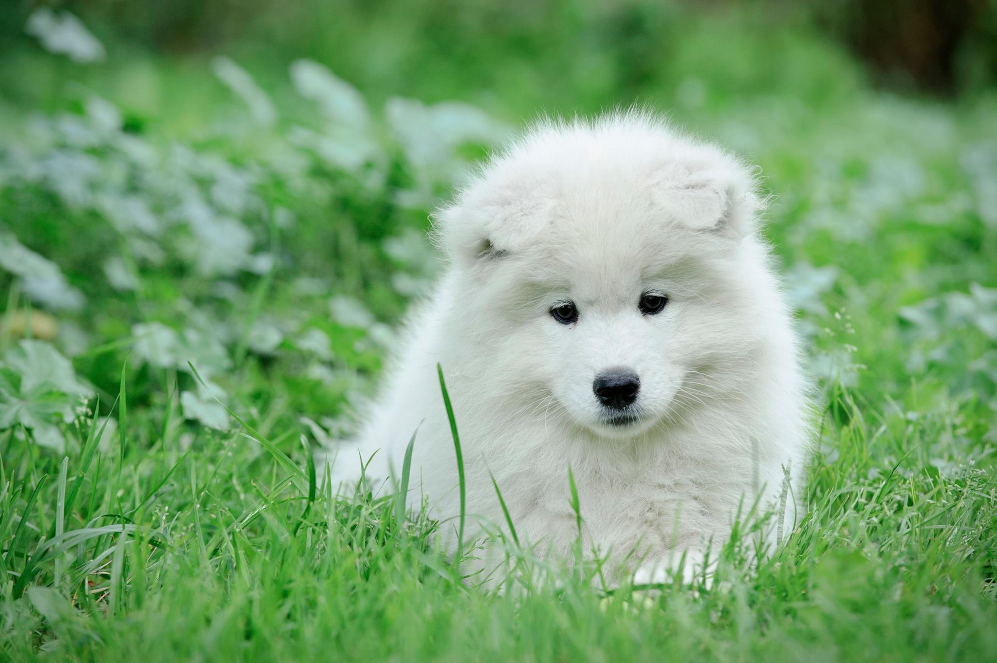 What are some traits of miniature Samoyed puppies?