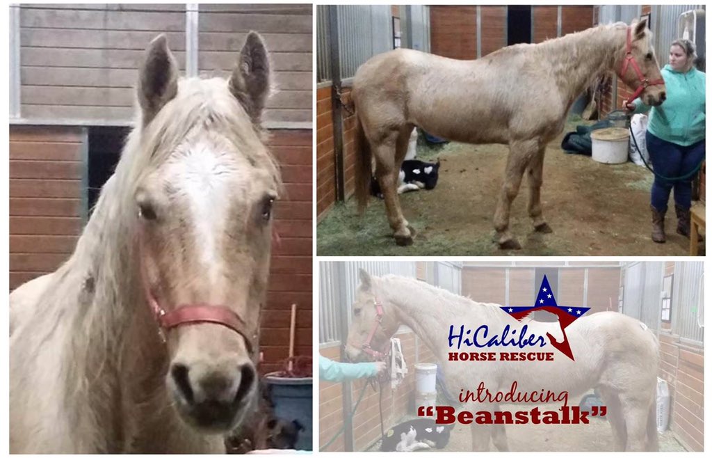 RT @HiCHorseRescue: Introducing Beanstalk, saved from slaughter & appropriately named by @lenadunham! He is a sweet old soul, like her. htt…