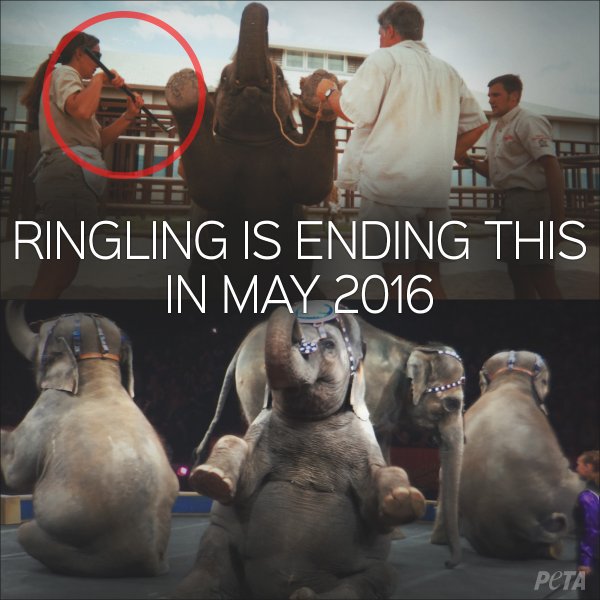 RT @peta: @joannakrupa BREAKING: #RinglingBros pulling elephants off the road early, in May 2016. https://t.co/OTgbBtLDMT https://t.co/KoNe…