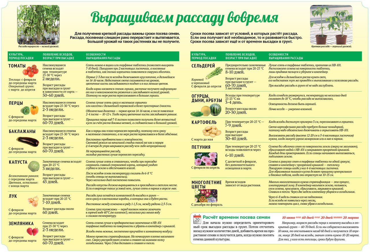 Посадка капусты в грунт рассадой сроки, правила, советы Посадка капусты в грунт рассадой сроки, правила, советы
