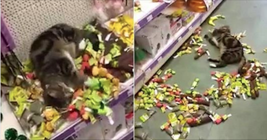 RT @MailOnline: Cat breaks into pet store, overdoses on catnip https://t.co/Q6pIF5aVi6 https://t.co/br6GS6NgiE