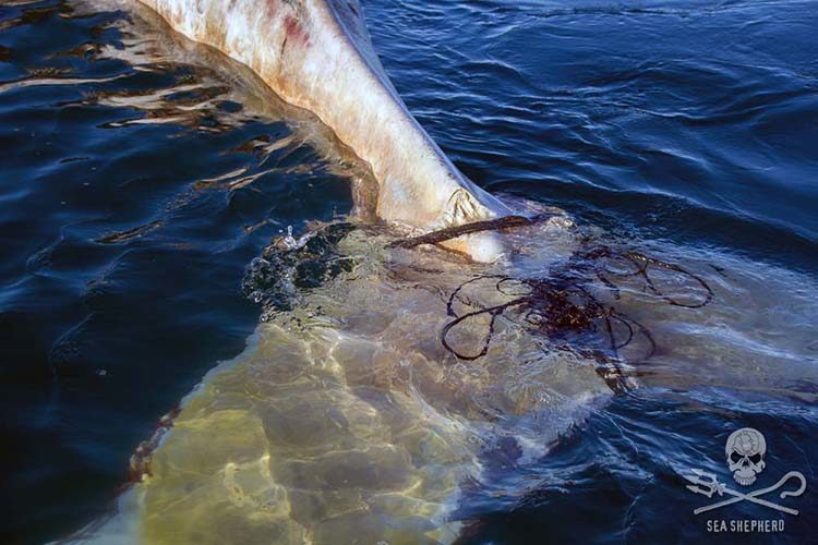 RT @Oceanwire: Dead Humpback Calf Found Entangled in Illegal Gillnet https://t.co/liQeHzJxEF MT @EcoWatch https://t.co/pqpyFsKQzt
