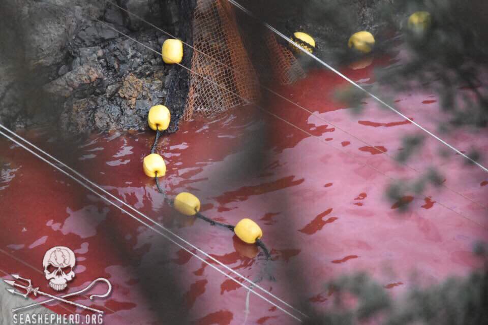 RT @CoveGuardians: 11:18am The slaughter and torture continues. This is bloodlust and greed, not tradition. #tweet4taiji https://t.co/jAGy4…