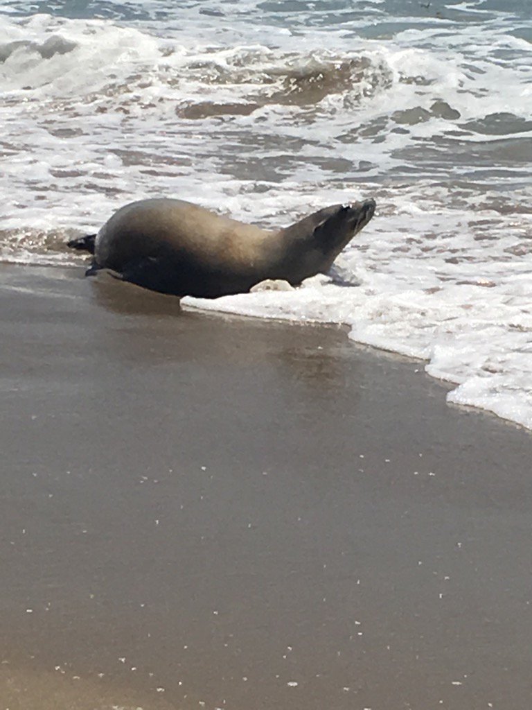 A baby seal just came up to the beach for a little ☀️ then swam back in. California seals, they're just like us ???? https://t.co/37HZfn7Keh