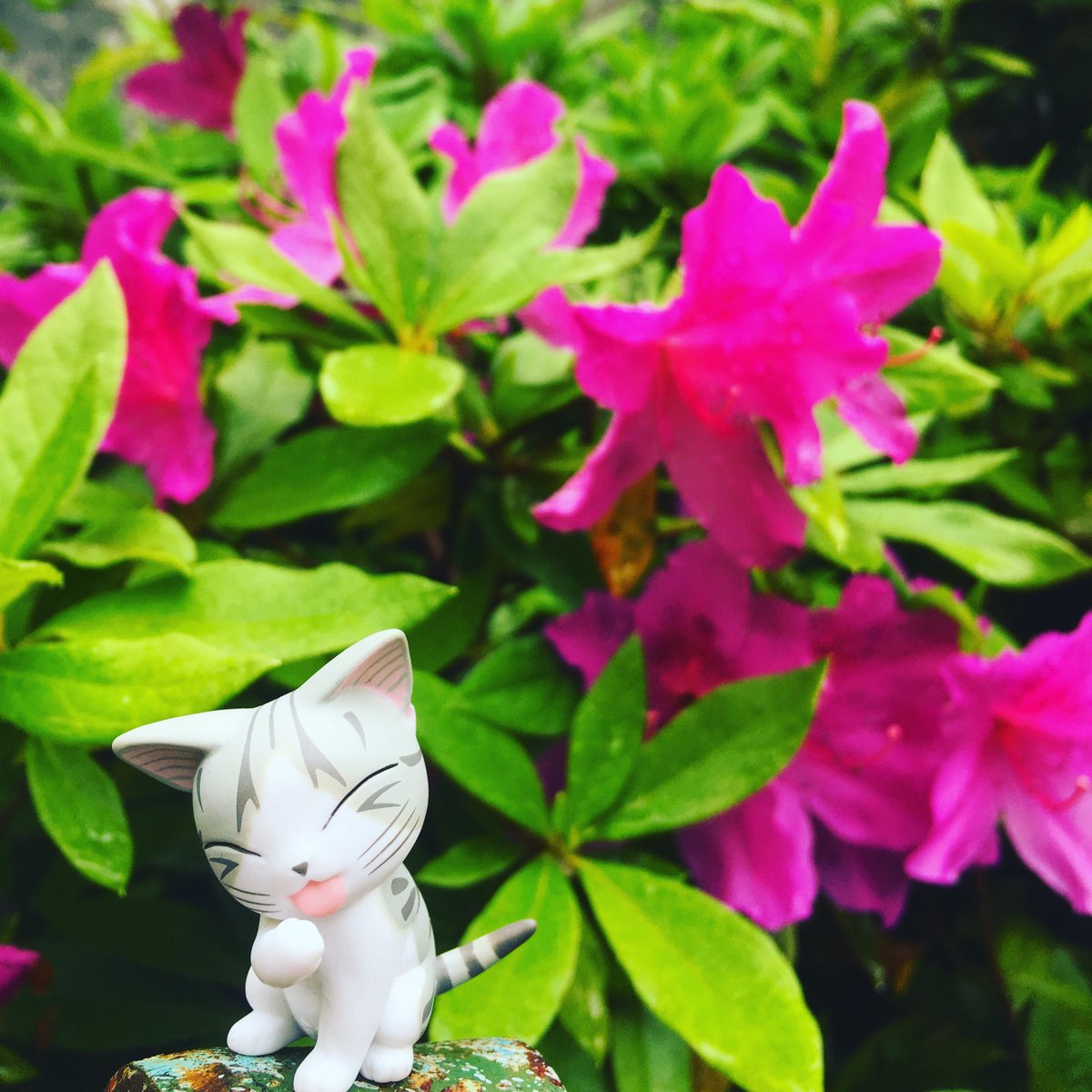 あたたかくなってきて チーのお散歩コースの公園にも たくさんのお花さいてて きれいなんら〜#こねこのチー #チーズスイー あたたかくなってきて チーのお散歩コースの公園にも たくさんのお花さいてて きれいなんら〜#こねこのチー #チーズスイー