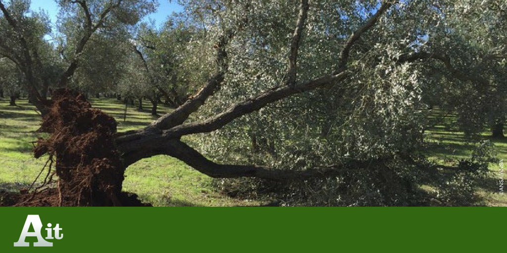 #xylella
