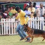 Dog show draws large crowds