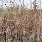 May offers good opportunities to visit Michigan wetlands