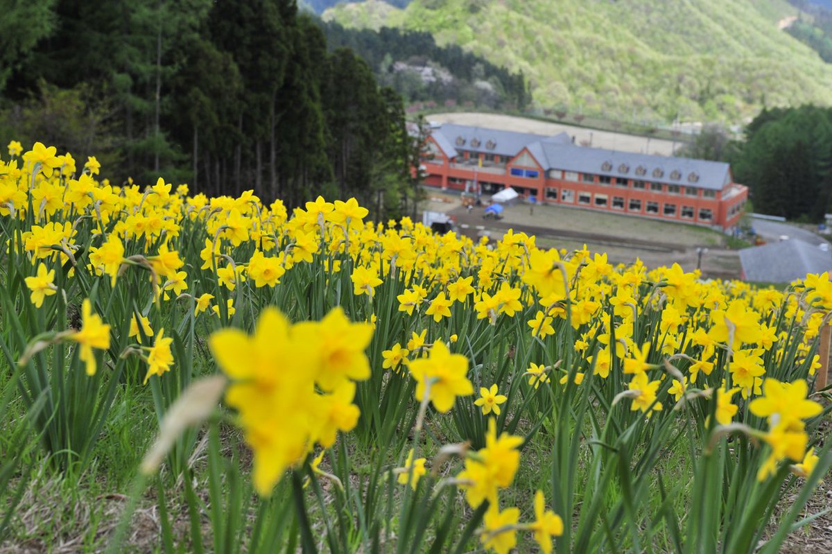 ノルン水上フラワーガーデンは5月21日(日)までです。最終日21日13時~お花のセールを開催します!1ケース詰め放題10 ノルン水上フラワーガーデンは5月21日(日)までです。最終日21日13時~お花のセールを開催します!1ケース詰め放題10