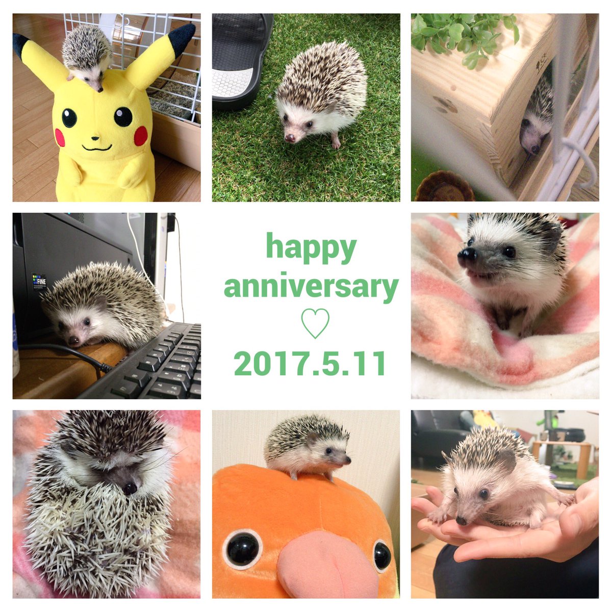 松太郎が我が家に来て、早いものでもう1年が経ちました。1年間、毎日癒されて本当に幸せいっぱいでした。相変わらず可愛いハリ 松太郎が我が家に来て、早いものでもう1年が経ちました。1年間、毎日癒されて本当に幸せいっぱいでした。相変わらず可愛いハリ