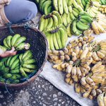 Cash and chemicals: For Laos, Chinese banana boom a blessing and curse Cash and chemicals: For Laos, Chinese banana boom a blessing and curse