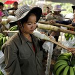 Cash and chemicals: for Laos, Chinese banana boom a blessing and curse Cash and chemicals: for Laos, Chinese banana boom a blessing and curse