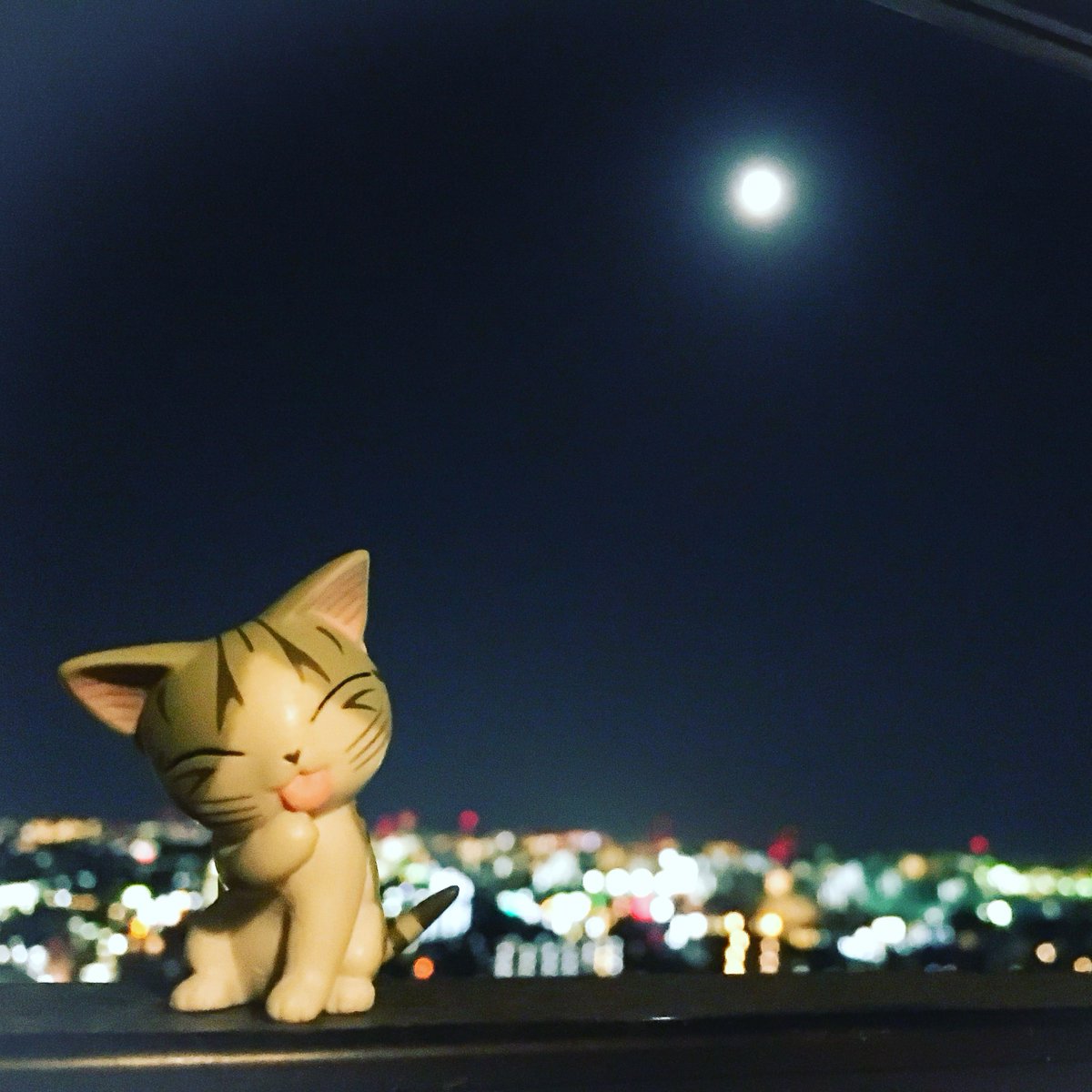 まんまるのお月さまが きれいらねー いつかチーも お月さまに行ってみたいんらー#こねこのチー #チーズスイートホーム # まんまるのお月さまが きれいらねー いつかチーも お月さまに行ってみたいんらー#こねこのチー #チーズスイートホーム #