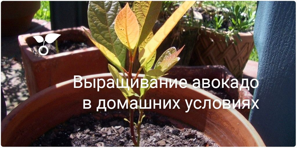 Секреты выращивания в домашних условиях Секреты выращивания в домашних условиях