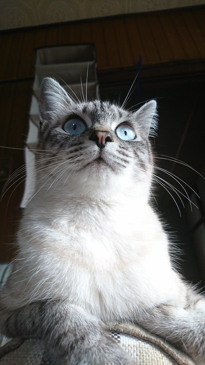 すごい顔してこねこのチー(猫のアニメ)見てる すごい顔してこねこのチー(猫のアニメ)見てる