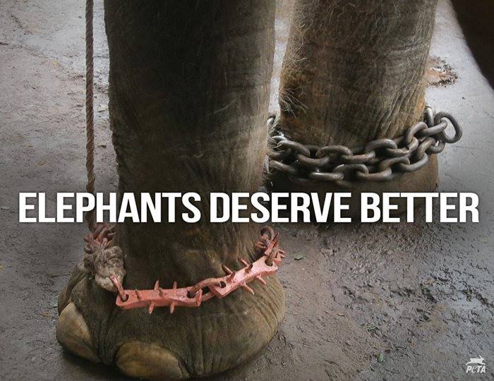 RT @PETAAsia: For rides, baby elephants are torn from their moms & beaten mercilessly until they 'break' ???? https://t.co/8FhxknF5z0 https://…