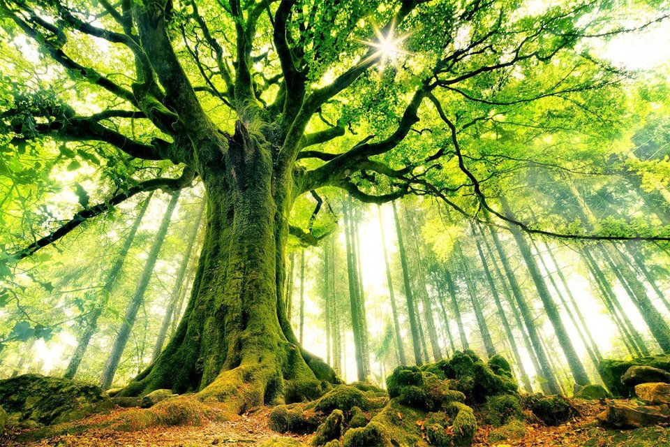 Ponthus Beech In Brocéliande Forest, France | Photography by ©Christophe Kiciak https://t.co/NpiSXvu0KE