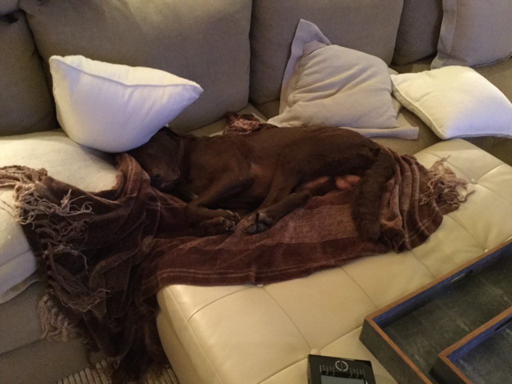 when your dog takes over the couch during tv night https://t.co/jxcggEvUKr