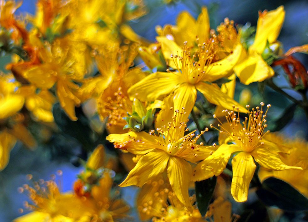 古くからハーブとして親しまれているセイヨウオトギリソウは、香りが良く、ヨーロッパでは聖ヨハネ祭りにも飾られます。かわいいお花が素敵なこのハーブはアルシーに...