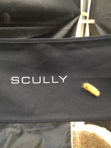 Scully has now turned back into a caterpillar and is crawling away. Till next time? #TheXFiles https://t.co/FiKUiTFZta