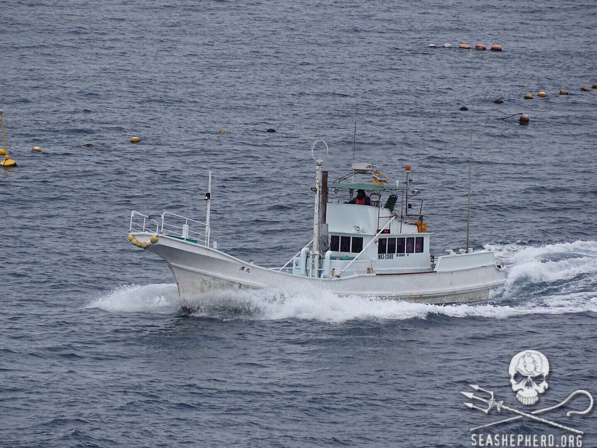 RT @CoveGuardians: 10:15am 12th consecutive BLUE COVE! Banger boats have returned to harbor. #tweet4taiji https://t.co/ROHIV6cJtz