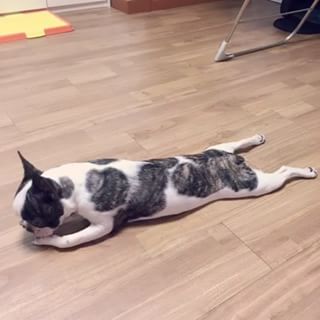 웰시코기 귀여워 귀여운 로라스 강아지 엉덩이 키우는 키우고 꼬리를 30일 골든리트리버 Frenchie_Cute