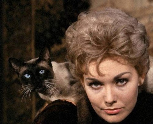 kim novak cat kim novak s birthday celebration happybday to kim novak cat kim novak s birthday celebration happybday to