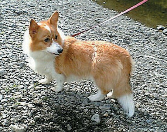 웰시코기 귀여워 귀여운 로라스 강아지 엉덩이 키우는 키우고 꼬리를 30일 골든리트리버 lakeusyu