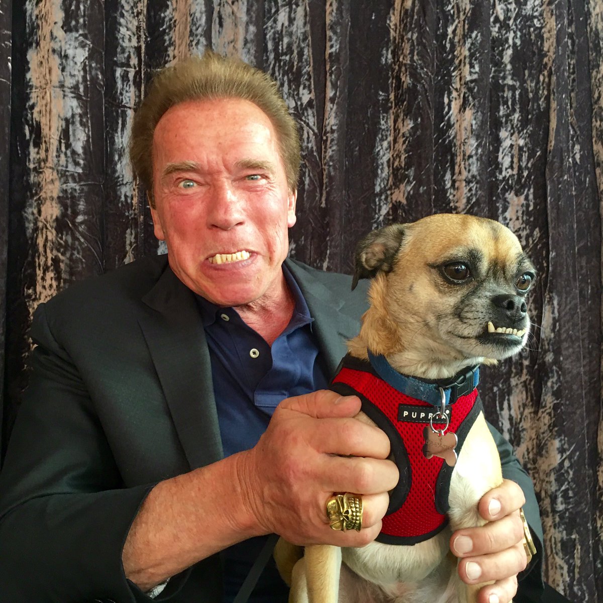 Dog-sitting @realjonlovitz's incredibly handsome Jerry behind the scenes of @ApprenticeNBC. https://t.co/vWYbaPBUG9